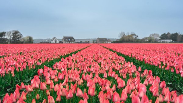 Choisir et Appliquer la Peinture Idéale pour Votre Muret de Jardin : Guide Pratique et Astuces