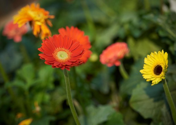 Guide Ultime pour Restaurer un Muret de Jardin Abîmé